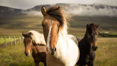 The Ultimate Guide to Horse Care: Everything You Need to Know