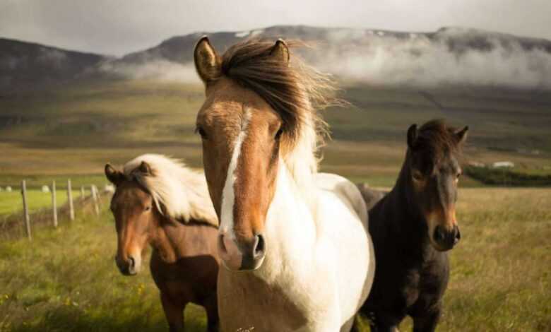 The Ultimate Guide to Horse Care: Everything You Need to Know