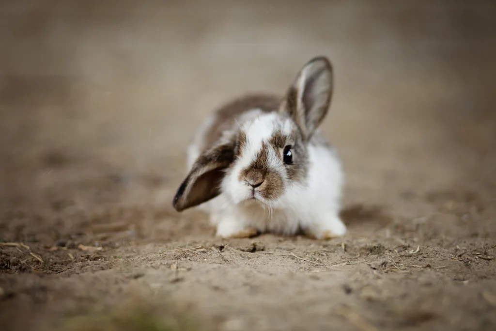 Best Rabbit Breeds for Indoor Pets: Find Your Perfect Match
