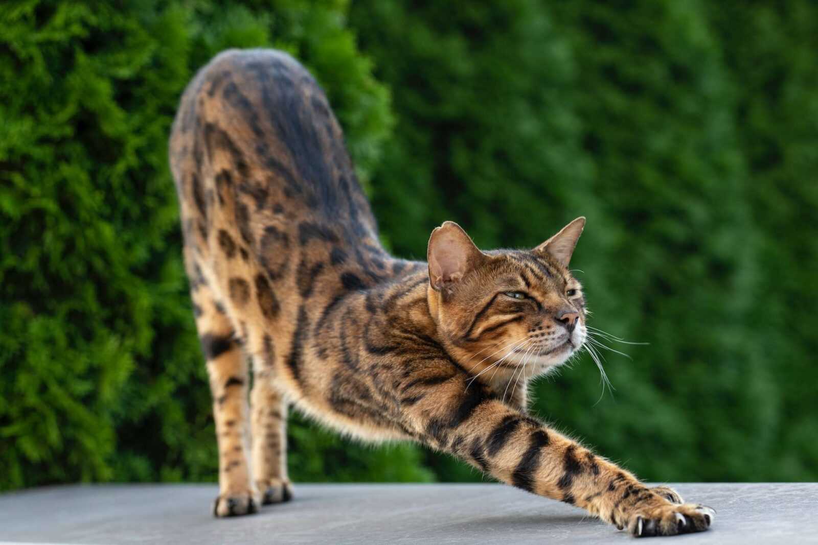 Pet Yoga