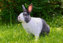 Rabbit Breeds Unveiled: Finding Your Perfect Furry Companion