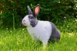 Best Rabbit Breeds for Indoor Pets: Find Your Perfect Match Best Rabbit Breeds for Indoor Pets: Find Your Perfect Match