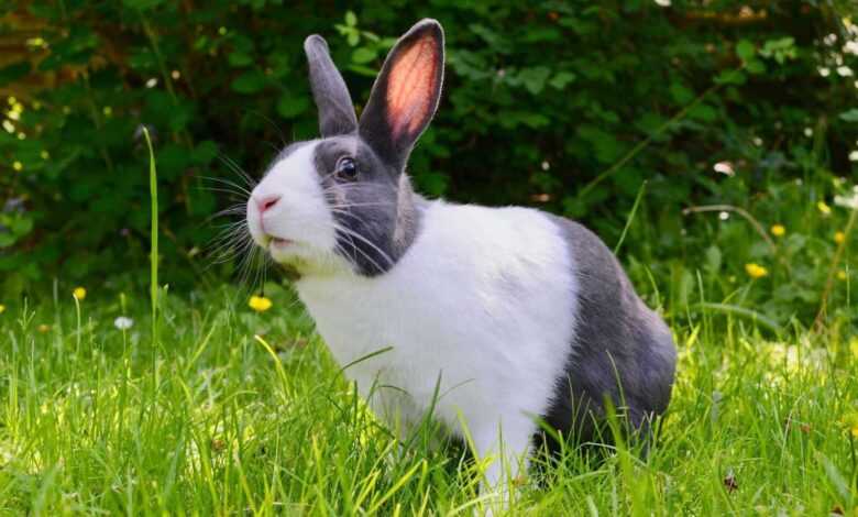 Rabbit Breeds Unveiled: Finding Your Perfect Furry Companion