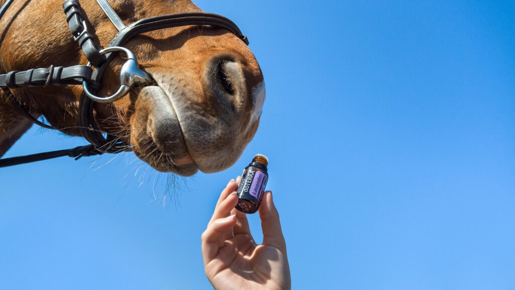 Common Equine Diseases and Symptoms: Complete Horse Health Guide 2026