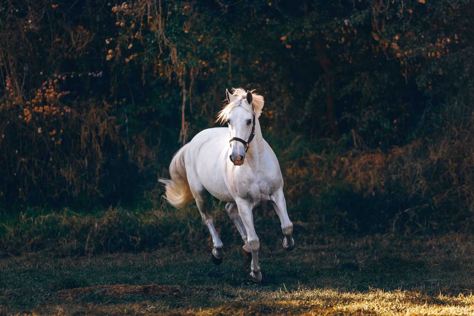 The Art of Grooming a Horse's Mane and Tail for Optimal Health