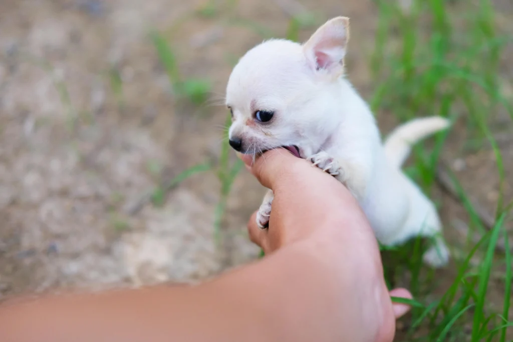Puppy Bite Inhibition Training: The Complete Guide to Teaching Gentle Play and Stopping the Bite