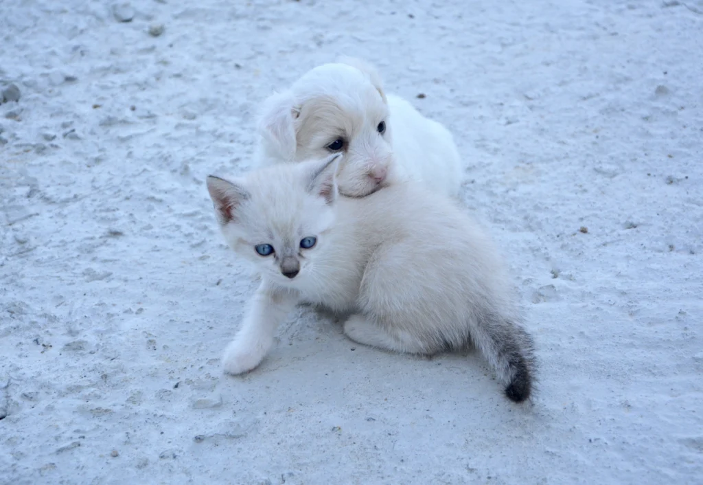 How to Train a Dog to Leave the Cat Alone: The Complete Multi-Pet Harmony Guide 2026