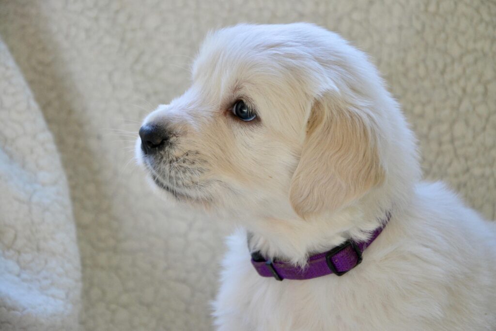 Nourishing Your Dog Coat: The 2026 Guide