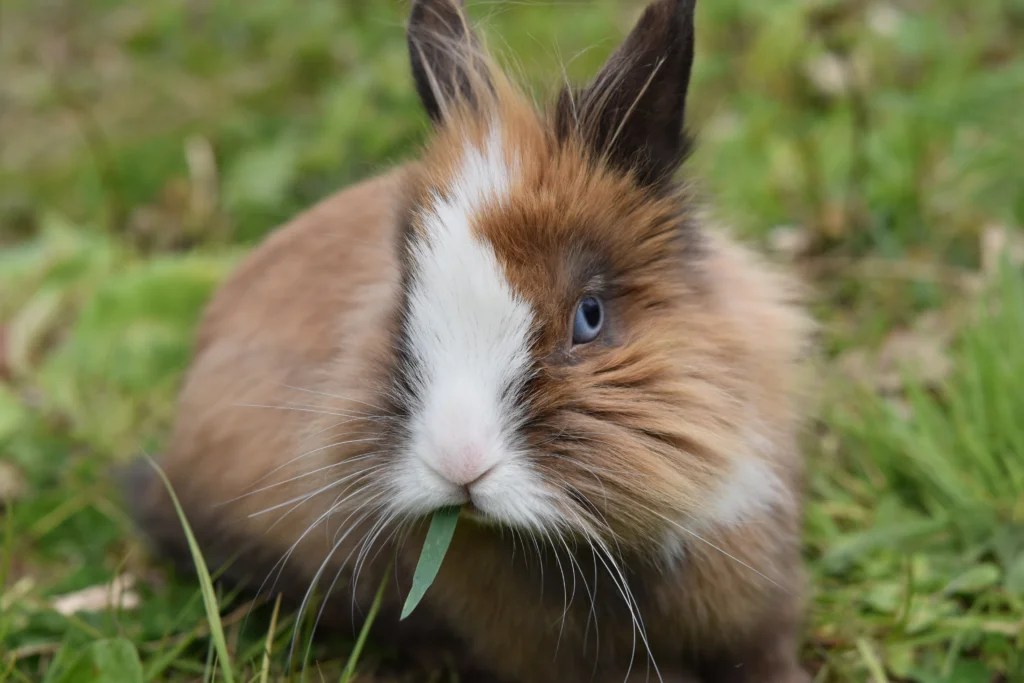 How Much Hay Should a Rabbit Eat Daily? Complete Food Guide