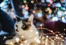 Pet Holidays and Celebrations