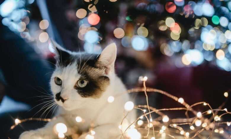 Pet Holidays and Celebrations