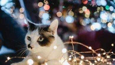 Pet Holidays and Celebrations