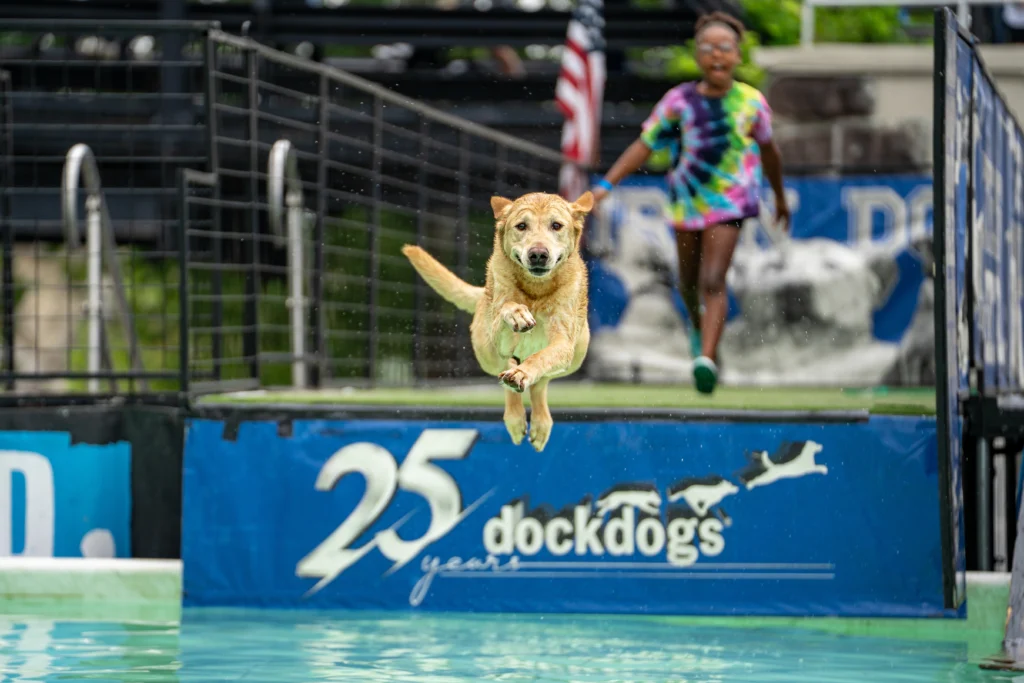 Dog Friendly Events: Festivals, Walks, and Pet Expos
