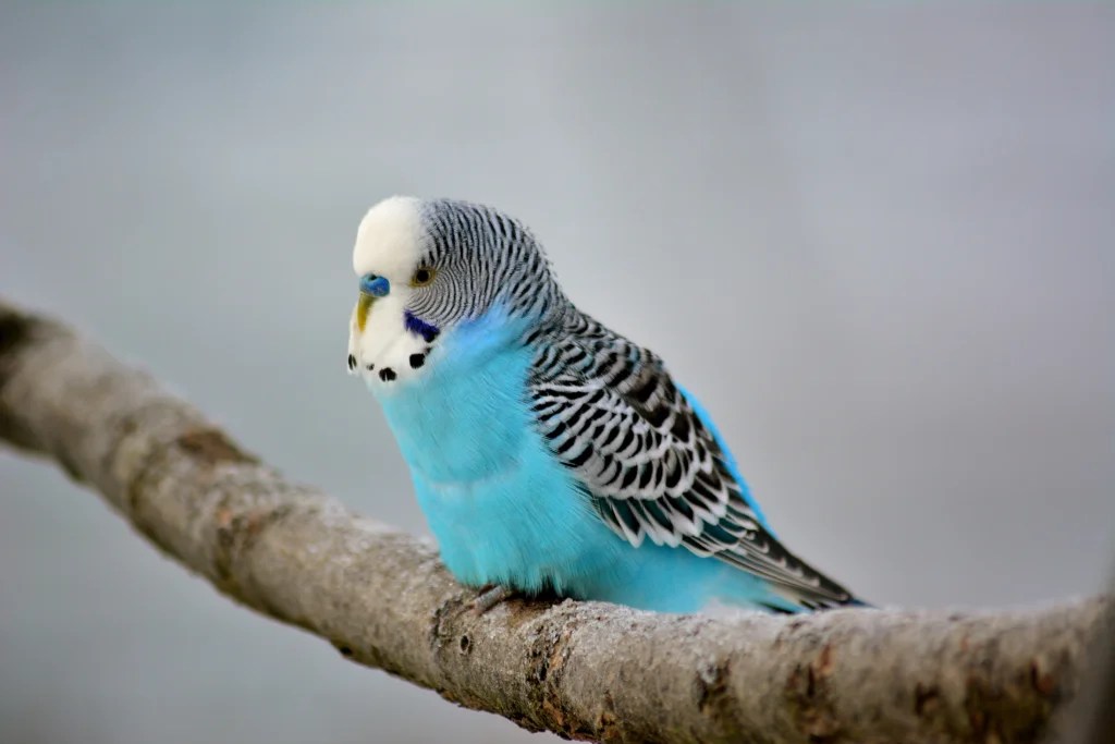How to Tell If a Pet Bird Is Sick: Emergency Symptoms and Warning Signs