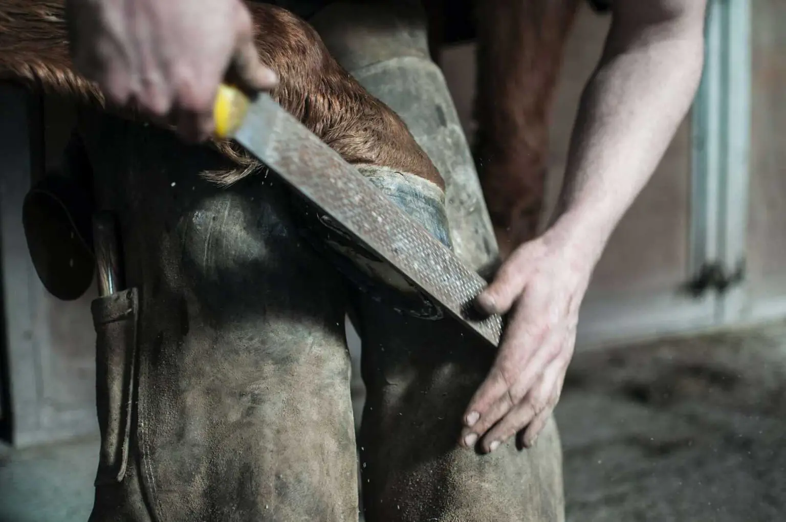 Performance Horse Hoof Care: The Complete Farrier and Hoof Health Guide 2026 Performance Horse Hoof Care: The Complete Farrier and Hoof Health Guide 2026