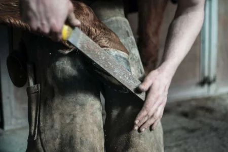 Performance Horse Hoof Care: The Complete Farrier and Hoof Health Guide 2026 Performance Horse Hoof Care: The Complete Farrier and Hoof Health Guide 2026