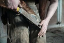 Horse Farrier: Ensuring Sound Hoof Health and Performance