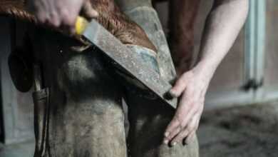 Horse Farrier: Ensuring Sound Hoof Health and Performance