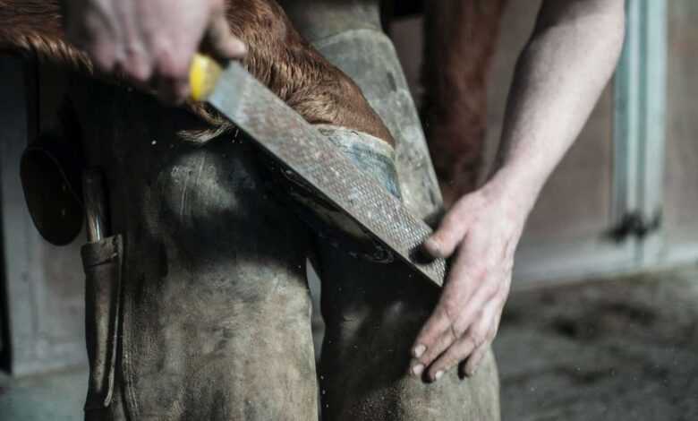 Horse Farrier: Ensuring Sound Hoof Health and Performance