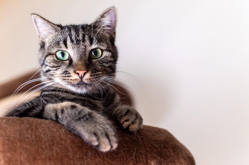 Clicker Training for Cats: Turning Feline "No" into Cognitive "Go"