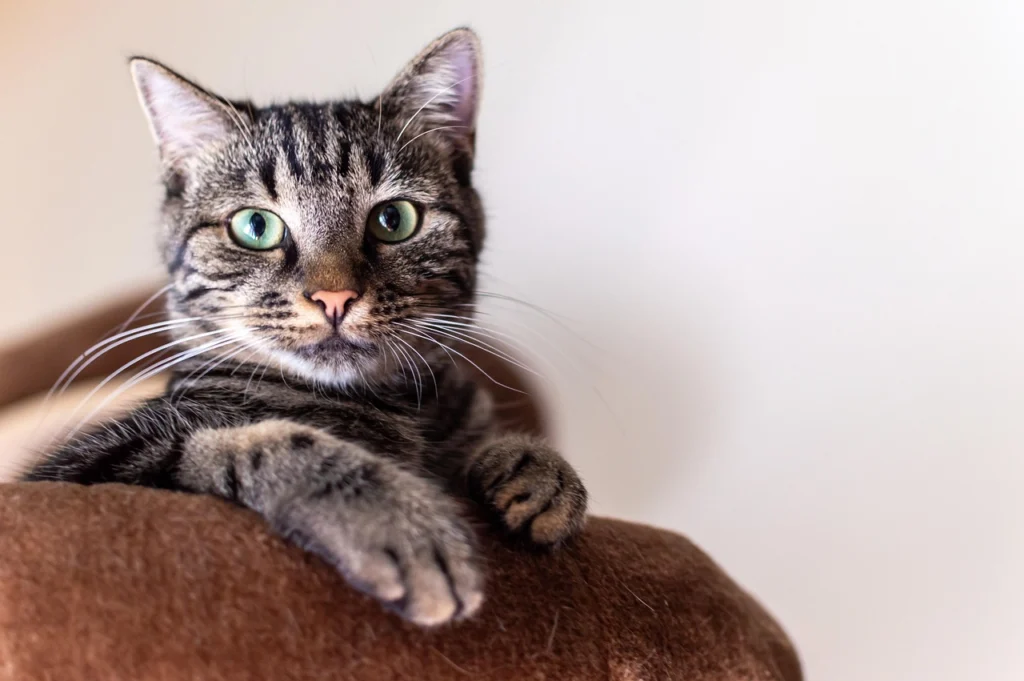 How to Start Clicker Training a Cat and Stop Bad Behaviors