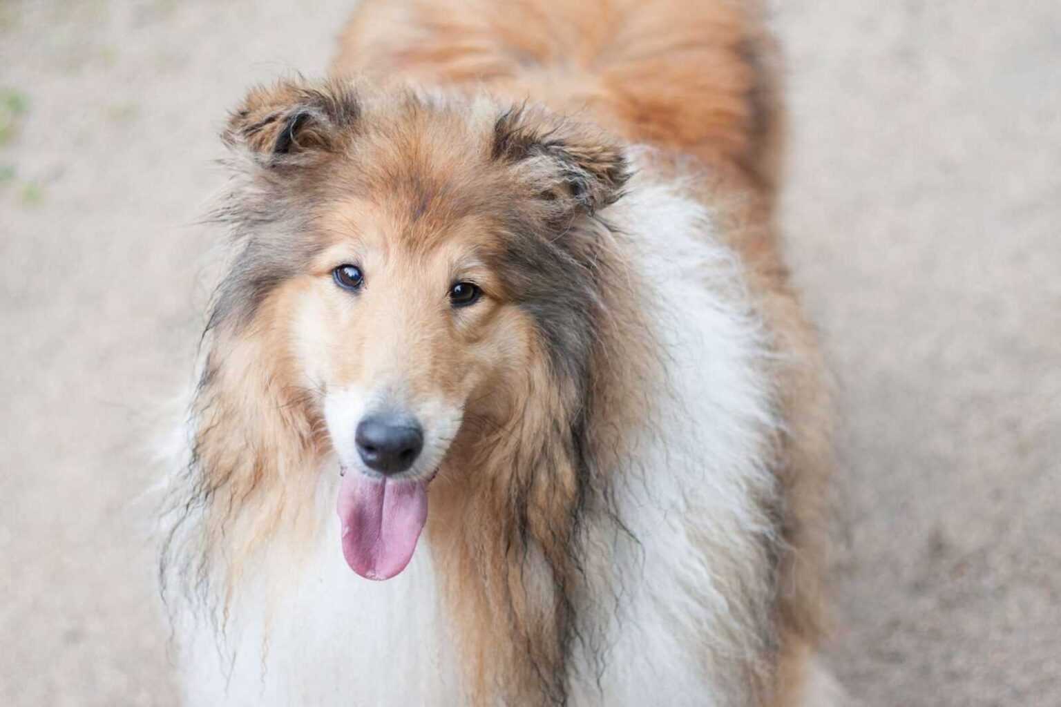 Nourishing Your Dog Coat: The 2026 Guide