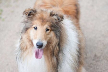 Nourishing Your Dog Coat: The 2026 Guide