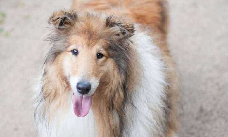 Nourishing Your Dog's Coat: Dietary and Nutritional Tips