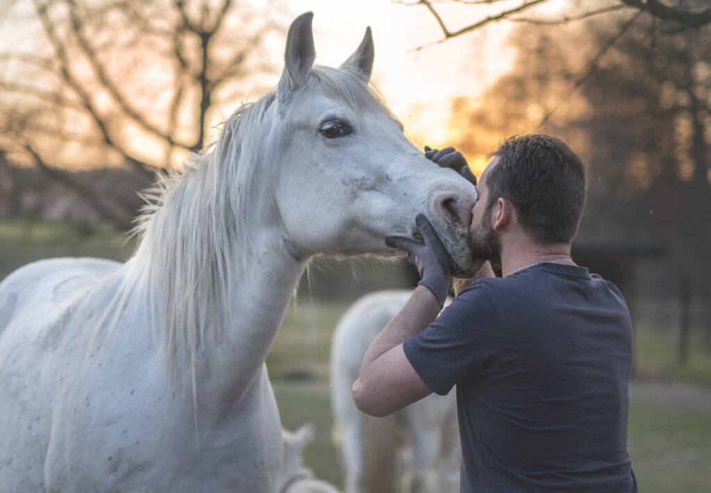 Horse Separation Anxiety Solutions: The Complete Guide to Training, Management, and Calm