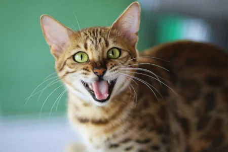 Cat Behavior Modification Techniques: The Ultimate Guide to Resolving Common Cat Behavior Issues Cat Behavior Modification Techniques: The Ultimate Guide to Resolving Common Cat Behavior Issues