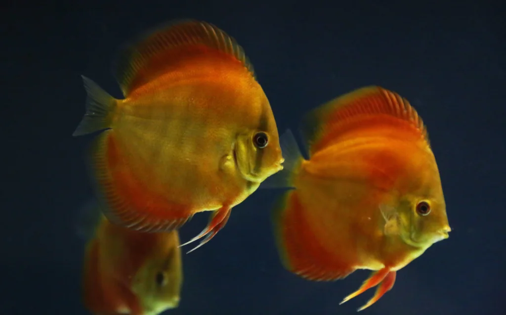 The Most Common Pet Fish Diseases and How to Treat Them