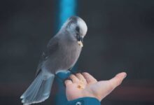 Best Bird Nutrition: Providing Your Feathered Friend