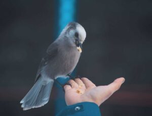 How to Transition a Bird from Seeds to Pellets: Easy Steps How to Transition a Bird from Seeds to Pellets: Easy Steps