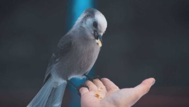 Best Bird Nutrition: Providing Your Feathered Friend