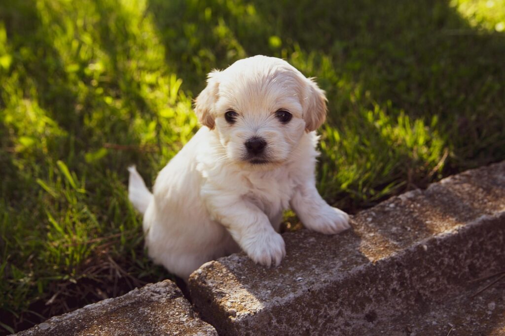 Sustainable Dog Care: The Complete Eco-Friendly Guide for Responsible Owners