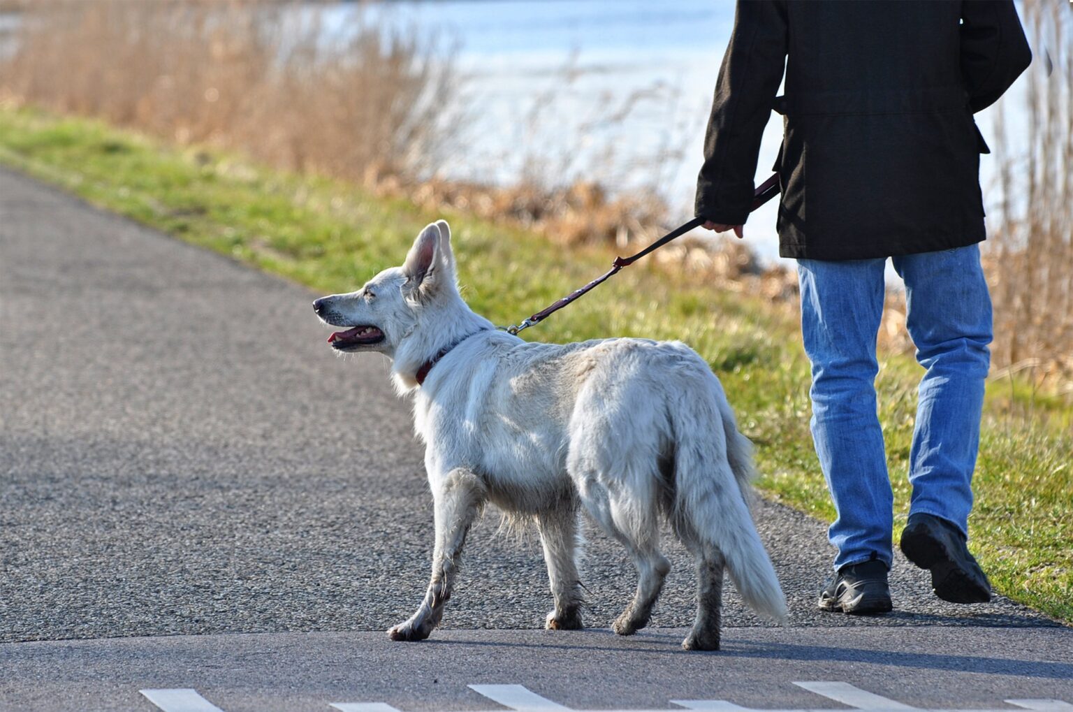 How to Train a Leash Reactive Dog: The Complete Guide to Calmer, More Confident Walks