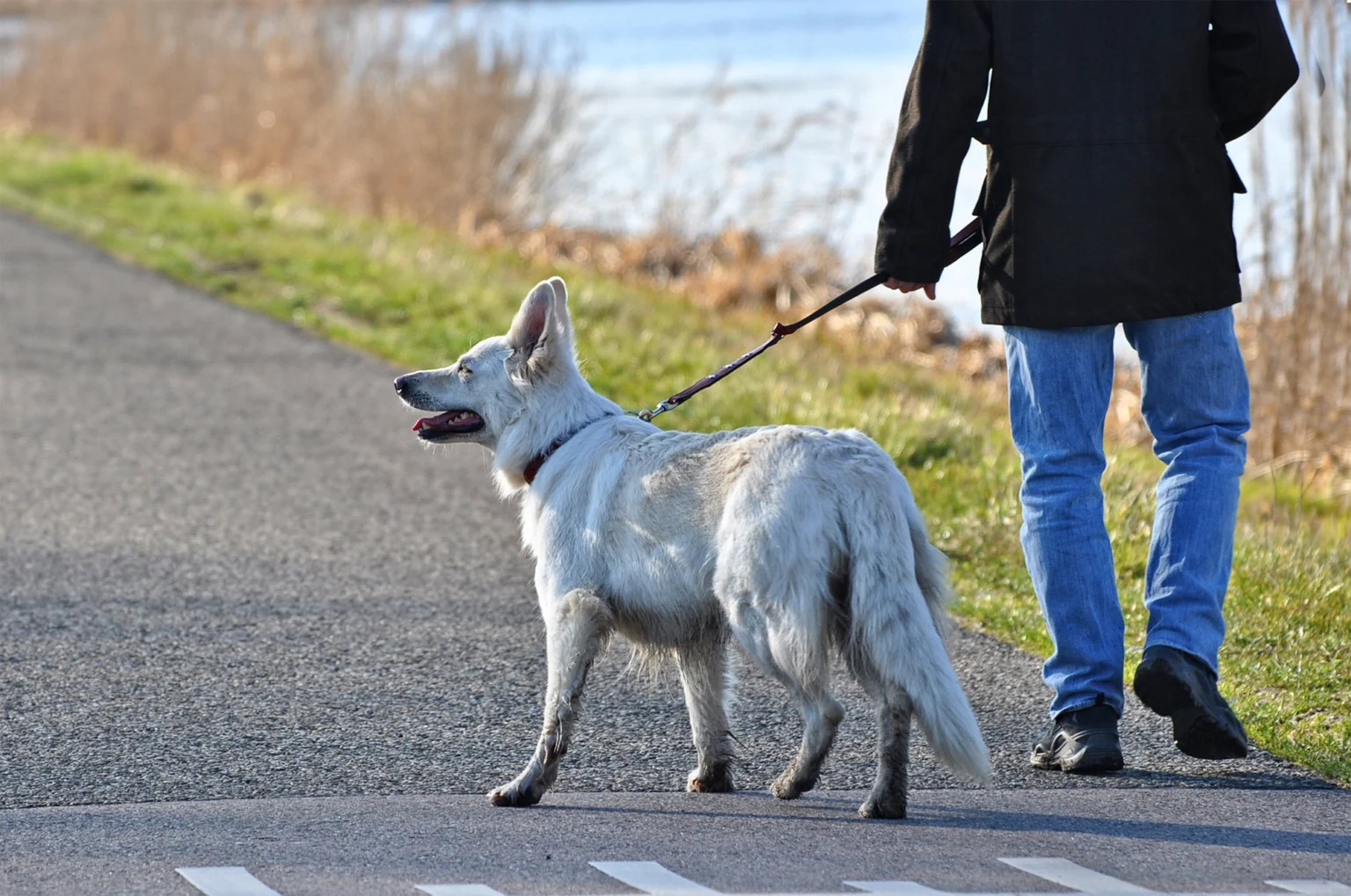 How to Train a Leash Reactive Dog: The Complete Guide to Calmer, More Confident Walks How to Train a Leash Reactive Dog: The Complete Guide to Calmer, More Confident Walks