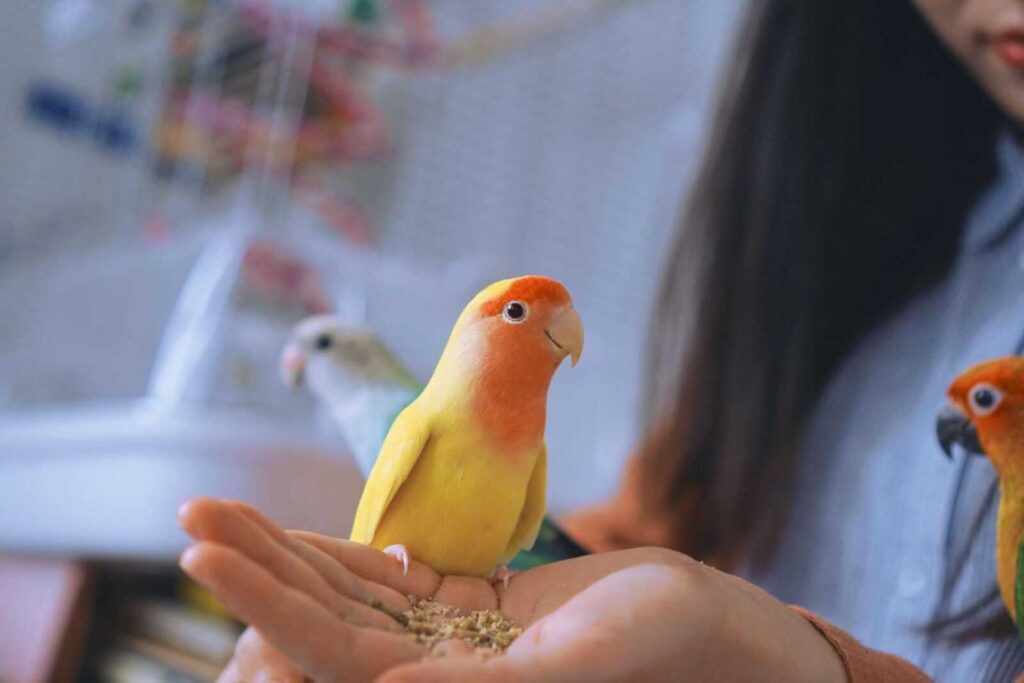 How to Teach a Bird Tricks With a Clicker: Step-by-Step 2026 Guide