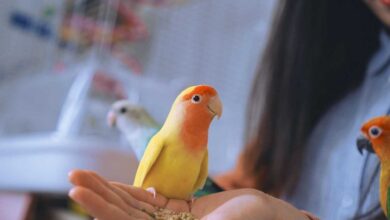 Mastering the Art of Teaching Your Pet Bird Trick Training