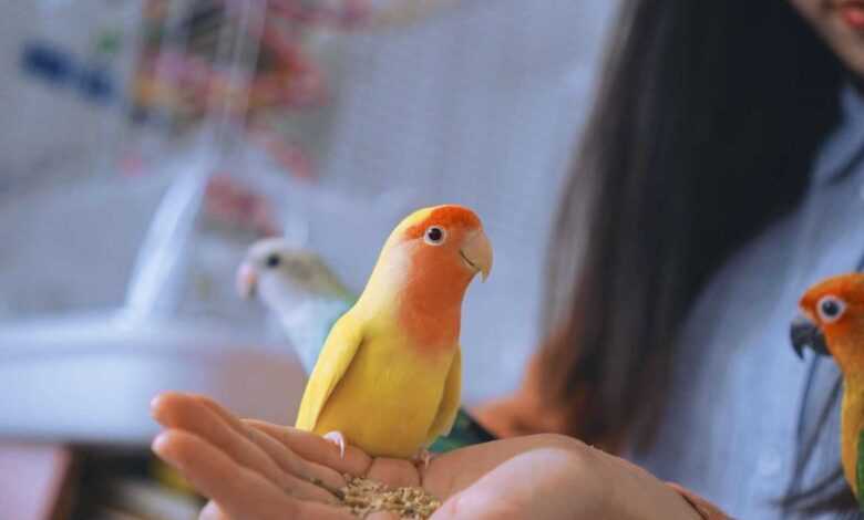 Mastering the Art of Teaching Your Pet Bird Trick Training