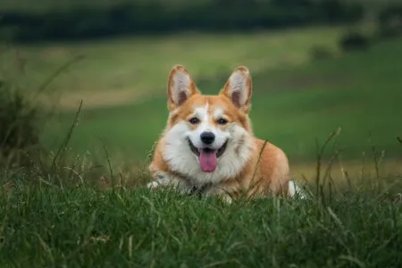 Reliable Dog Recall Training: The Complete Guide to a Dog That Always Comes When Called