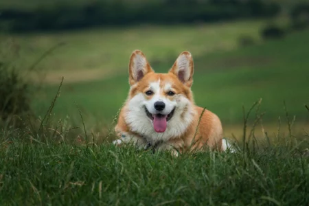Reliable Dog Recall Training: The Complete Guide to a Dog That Always Comes When Called Reliable Dog Recall Training: The Complete Guide to a Dog That Always Comes When Called