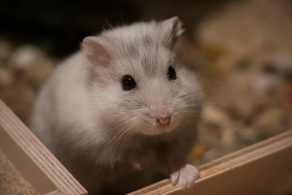 How to Tame a Skittish Hamster Step by Step (Easy Method)