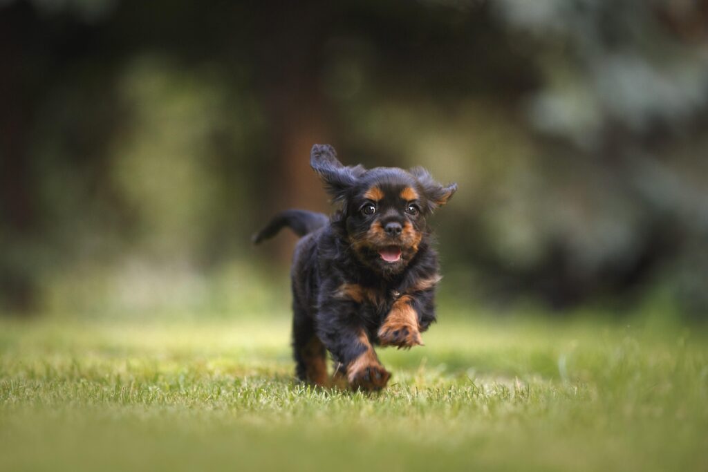 How to Read Dog Body Language: The Complete Guide to Decoding Your Dog's Signals