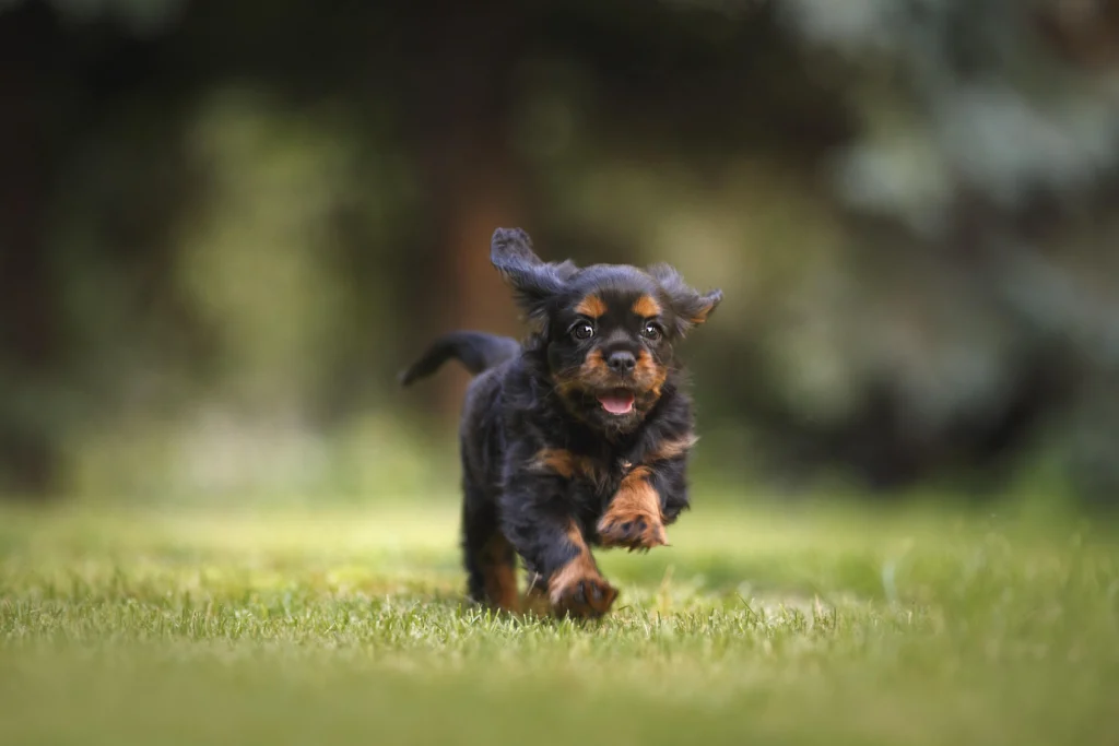 How to Read Dog Body Language: The Complete Guide to Decoding Your Dog's Signals