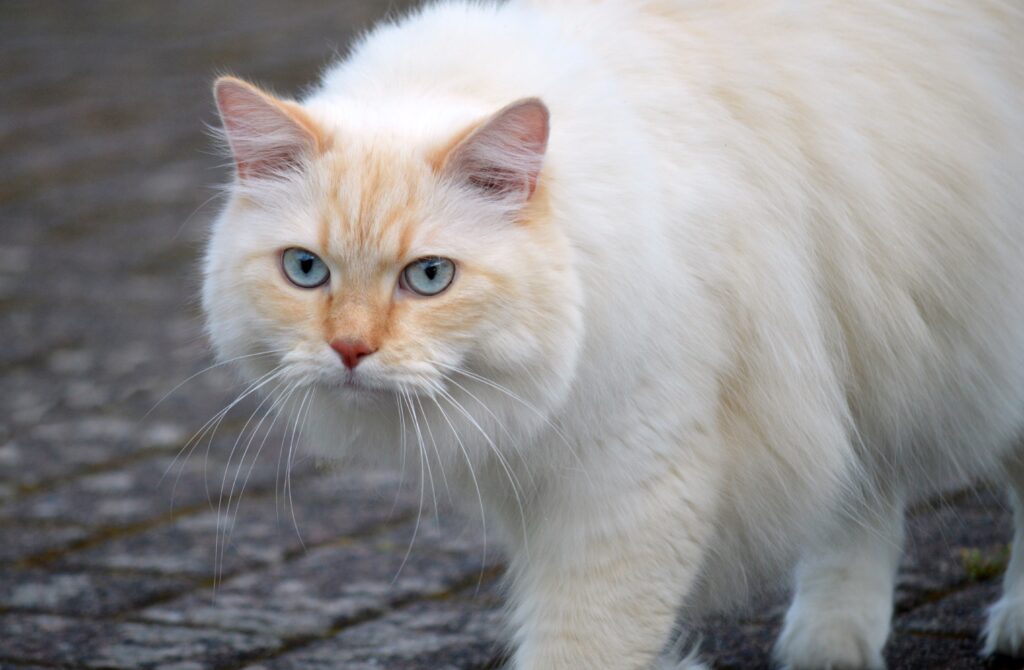 Cat Territorial Marking Solutions: The Complete Guide to Managing Marking, Spraying, and Territorial Aggression