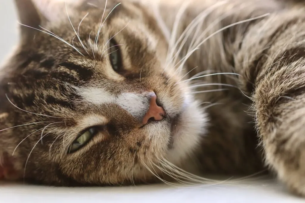 Older Cat Mental Stimulation: The Complete Guide to Keeping Aging Cats Sharp, Active, and Thriving