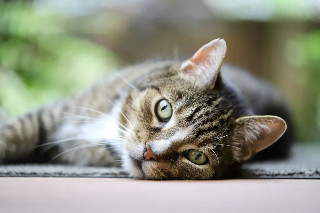 Cat Separation Anxiety Solutions: The Complete Guide to Helping Your Cat Cope With Alone Time
