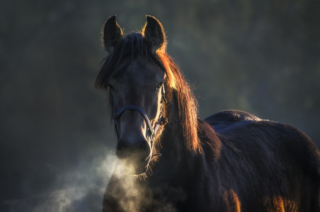 First Time Horse Owner Guide