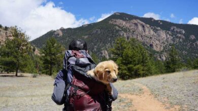 Outdoor Adventures with Pets: Hiking, Camping, and More